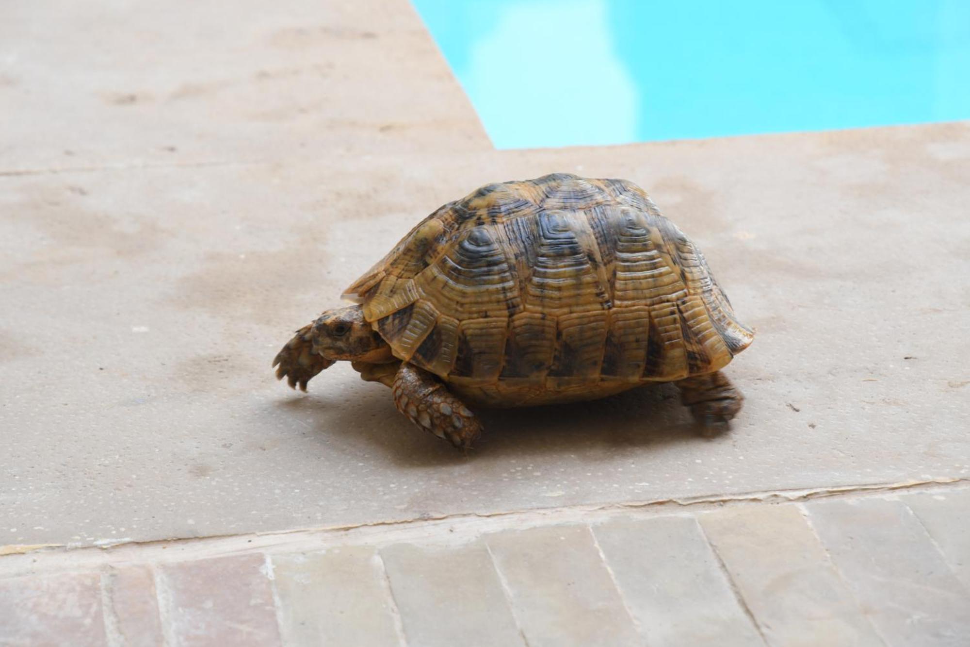 Riad Berenssi Marrakesh Bagian luar foto
